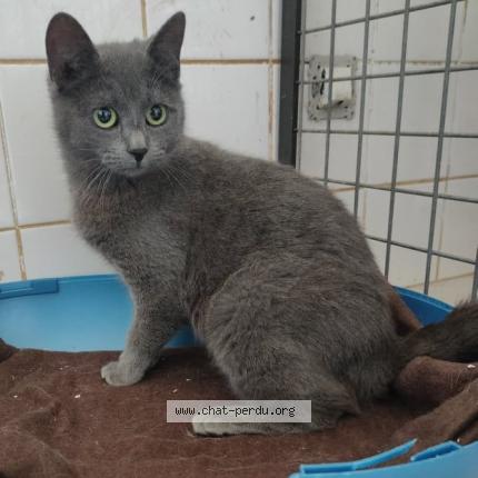 Photo 1/1 Sakura Chat lost in Ouzouer sur loire