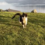 Picture of cat lost at Grandvaux