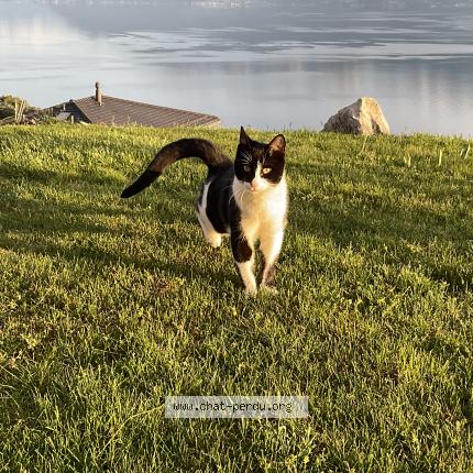 Photo 1/1 Sasha Chat lost in Grandvaux