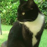 Picture of cat lost at Talence