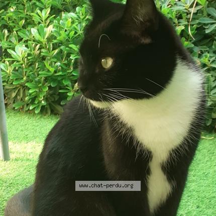 Photo 1/2 Le&iuml;a Chat lost in Talence