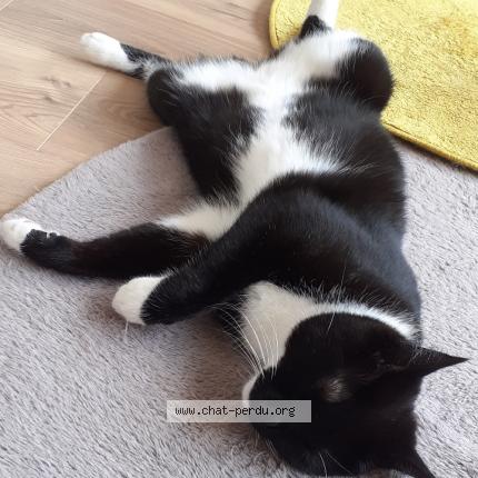 Photo 2/2 Leïa Chat lost in Talence