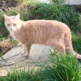 Picture of cat lost at Saint Malo