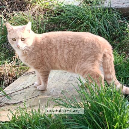 Photo 1/1 Ubu Chat lost in Saint malo