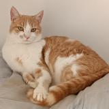 Picture of cat lost at Saint Malo