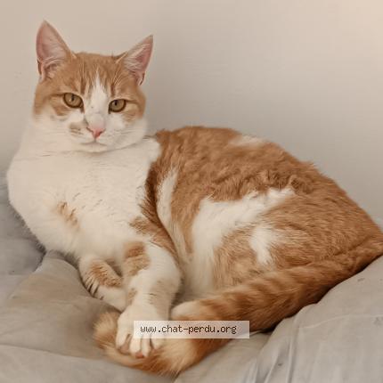 Photo 1/1 Ulysse Chat lost in Saint malo