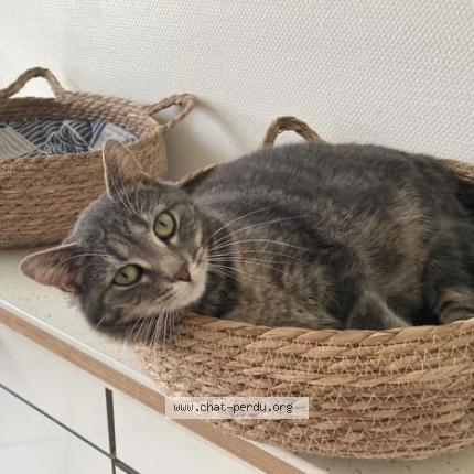 Photo 1/1 Toupie Chat lost in Valognes