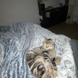 Picture of cat lost at Sainte Foy