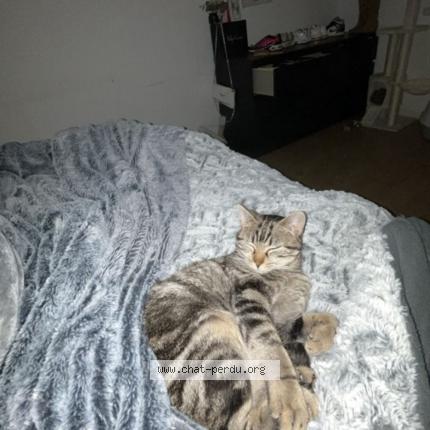 Photo 1/1 Claudia Chat lost in Sainte foy