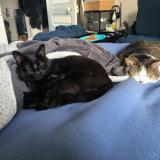 Picture of cat lost at Chartres