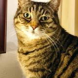 Picture of cat lost at Blodelsheim