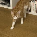 Picture of cat lost at Pessac