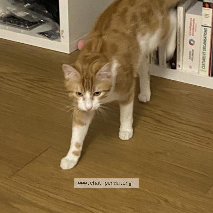 Photo 1/1 Simba Chat lost in Pessac