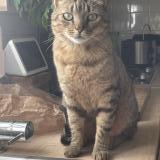 Picture of cat lost at La Chapelle Sous Dun