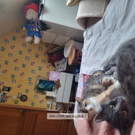 Photo 1/1 Misty Chat lost in Richwiller