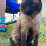 Picture of cat lost at Le Fauga