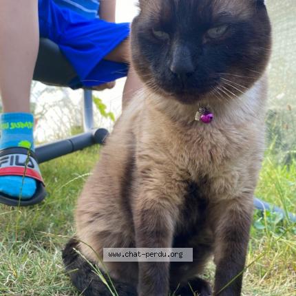 Photo 1/1 Kennedy Chat lost in Le fauga