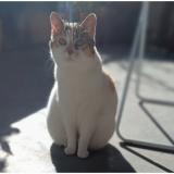Picture of cat lost at Gradignan