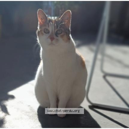 Photo 1/1 Nuage Chat lost in Gradignan