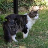 Picture of cat lost at Avrille