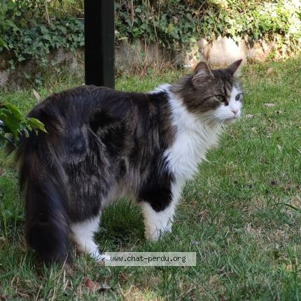 Photo 1/1 Isis Chat lost in Avrille