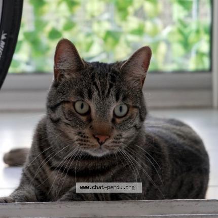 Photo 1/1 Cat reunited Lost in Bordeaux