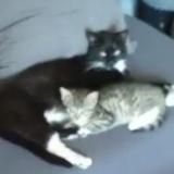 Picture of cat lost at Equeurdreville Hainneville