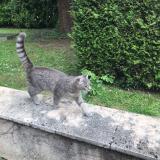 Picture of cat lost at Tassin La Demi Lune