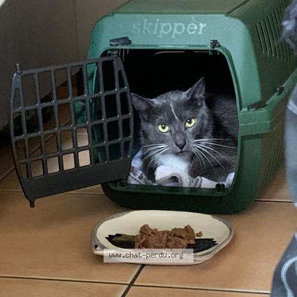 Photo 1/1 Droopy Chat lost in Schiltigheim