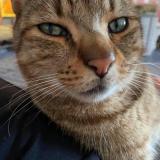 Picture of cat lost at Vieux Berquin