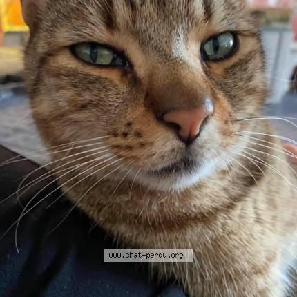 Photo 1/1 Timon Chat lost in Vieux berquin