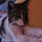 Picture of cat lost at Villenave D Ornon