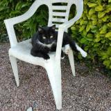 Picture of cat lost at Caen