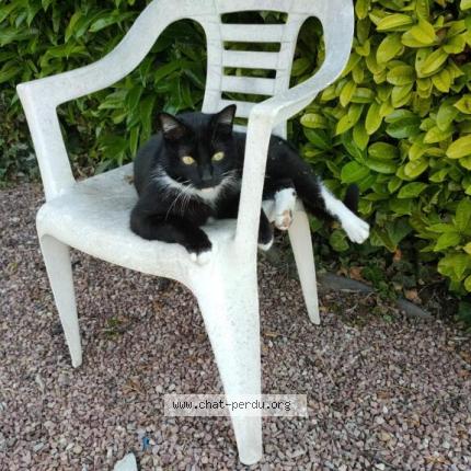 Photo 1/1 YAM Chat lost in Caen