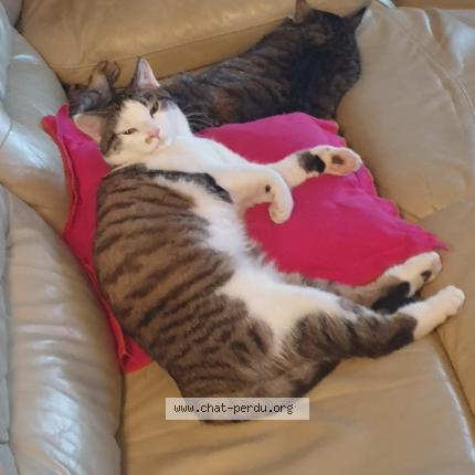 Photo 1/3 Tigresse Chat lost in Crevecoeur le grand