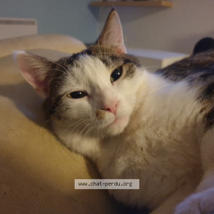 Photo 2/3 Tigresse Chat lost in Crevecoeur le grand