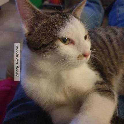 Photo 3/3 Tigresse Chat lost in Crevecoeur le grand