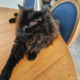 Picture of cat lost at Largentiere