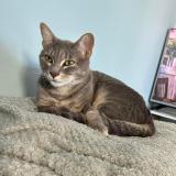 Picture of cat lost at Marseille