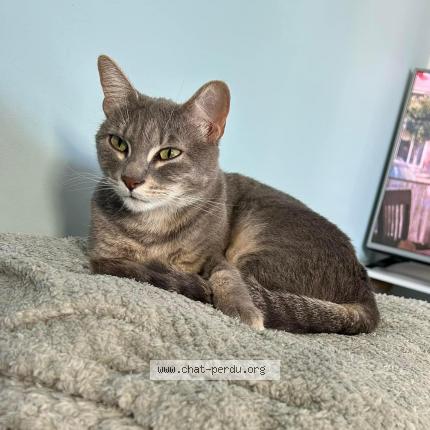 Photo 1/1 Nala Chat lost in Marseille