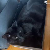 Picture of cat lost at Longwy