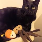 Picture of cat lost at Nancy