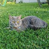 Picture of cat lost at Aulnay Sous Bois