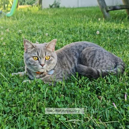 Photo 1/2 Milo Chat lost in Aulnay sous bois