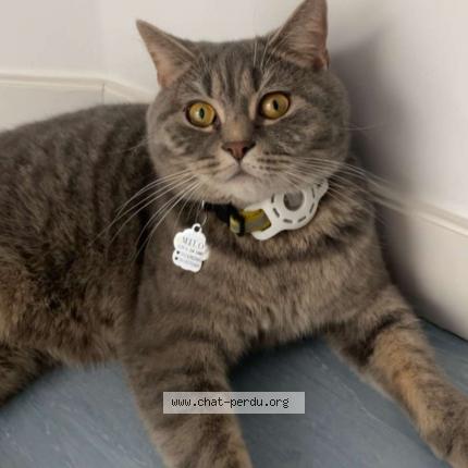 Photo 2/2 Milo Chat lost in Aulnay sous bois