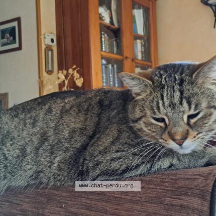 Picture of cat lost at Vernaison