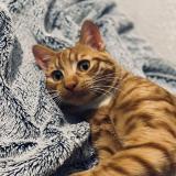 Picture of cat lost at Neuilly Sur Marne