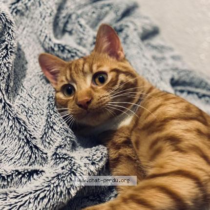 Photo 1/1 RANA Chat lost in Neuilly sur marne