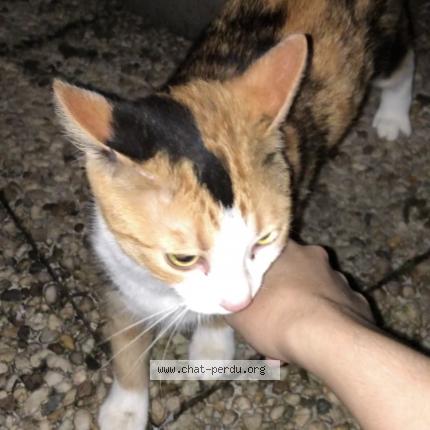 Photo 1/3 Found cat Found in Herouville saint clair