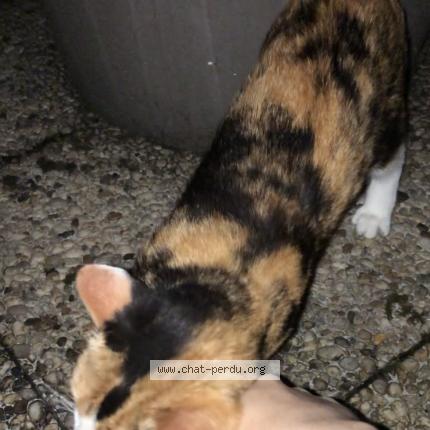 Photo 2/3 Found cat Found in Herouville saint clair